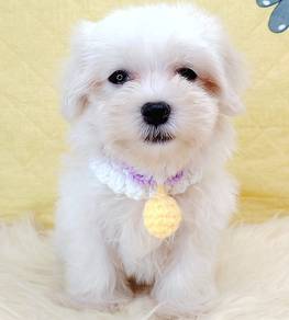 Maltese