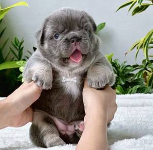 FRENCH BULLDOG PUPPIES 10🌻Premium Quality ~Fluffy