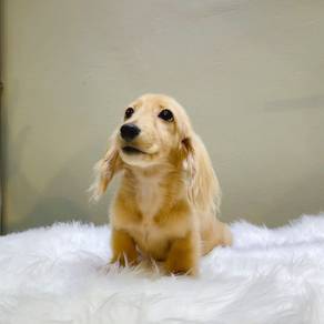 Dachshund long haired mka