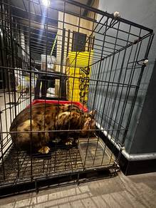 kucing bengal