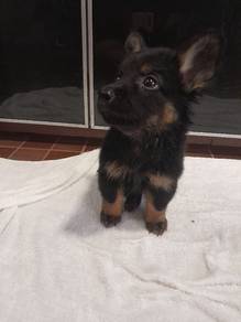 Short Leg Mix Breed German Shepherd