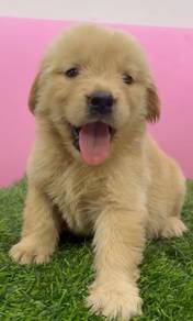 Golden retriever mka certificate