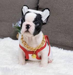 FRENCH BULLDOG PUPPIES 🌻VIP153 Girl