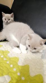 British Short Hair (bsh) pure for rehome