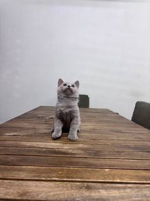 British Shorthair BSH Kitten
