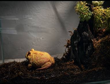 Albino Pacman Frog (Unsex)