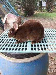 arnab minirex