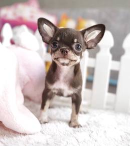 CHIHUAHUA PUPPIES 280 🌷Head Apple Cute Dog