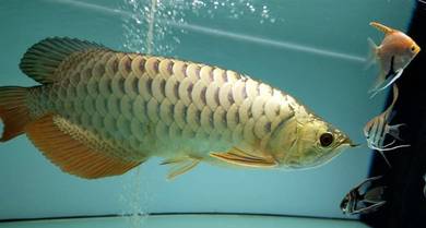 mg crossback arowana 15 inch-wholesale price