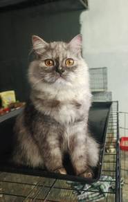 Mixed Breed Persian 