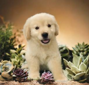 Golden retriever male puppy mka mka mka