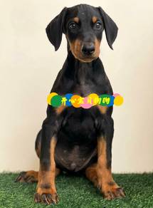 Doberman (M)