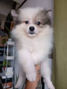 Tiny pomeranian 