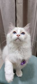 ragdoll