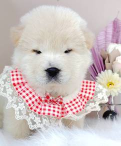 chow chow