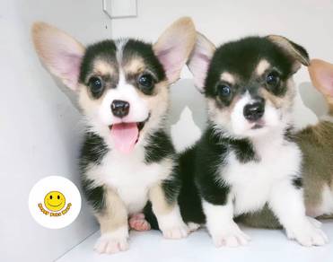 CC222 Welsh Corgi tri color haired puppy