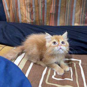 Kitten Semiflat