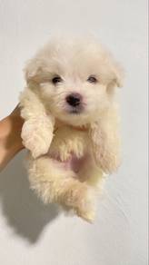 Last Bichon for clearance