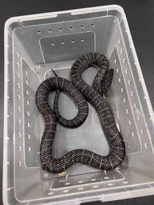 king snake (california king)