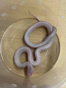 Blizzard SD Kingsnake