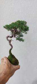 Bonsai Kishu Juniper