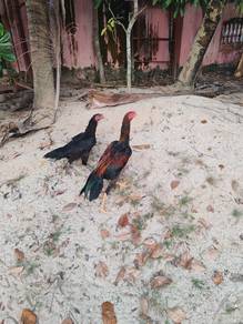 ayam batang kaki thai