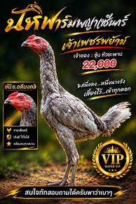 ayam sabung