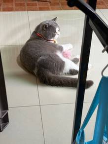 Fat BSH Blue White