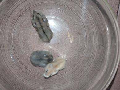 hamster winter