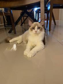 Ragdoll female with CFA