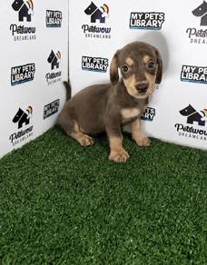 Chocolate and cream miniature dachshund