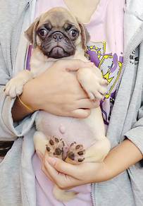 Pug