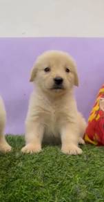 Golden retriever AA quality mka and microchip