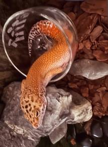 Leopard Gecko