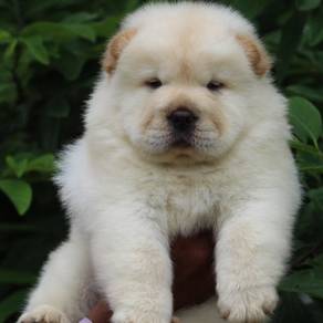 chow chow