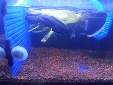 pair Channa limbata,pair padu ,black body