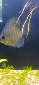 Blue turquios discuss fish