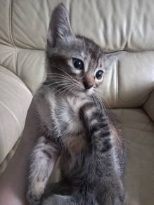 free kitten for adoption urgent