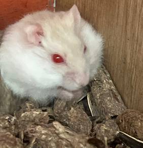 Pearl Hamsters for sale