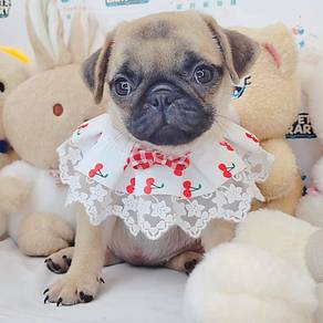 Pug