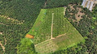 Agricultural Land in Pontian, JHR