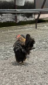 Ayam serama