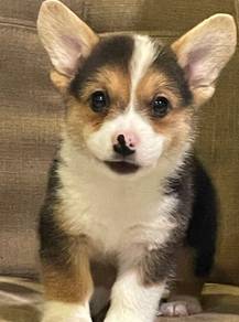 C130 CORGI PUPPIES 🌻fluffy Girl