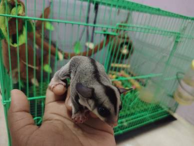 White face sugar glider