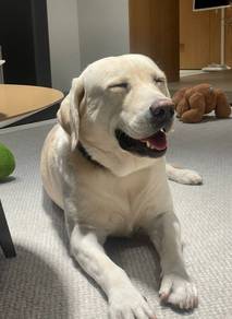 Ladrador Retriever