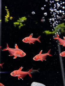 White Fin Tetra / White Fin Ornatus