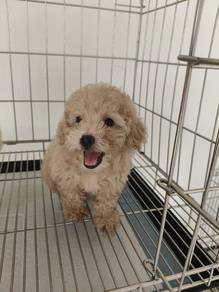 mini poodle 18