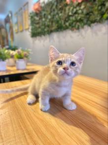 munchkin shorthair short leg female kitten cat