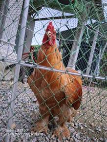 ayam brahma utk dijual