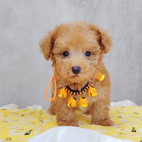 Poodle
